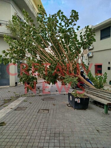 Δέντρο, Οδός Μαστραχά