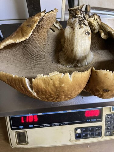 Δια-SOS-τε τη Μεσαρά