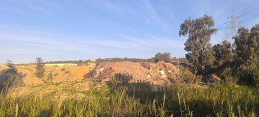 Μπάζα Φοινικιά