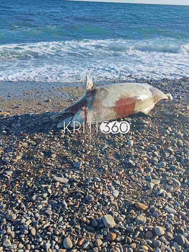 Νεκρό δελφίνι Κρήτη 