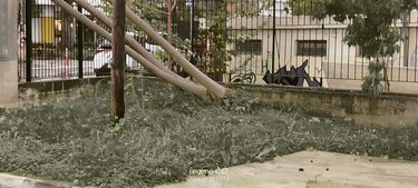 Πτώση δέντρου, Χανιά