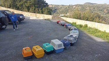 Έργο Μαζικής Στείρωσης Αδέσποτων