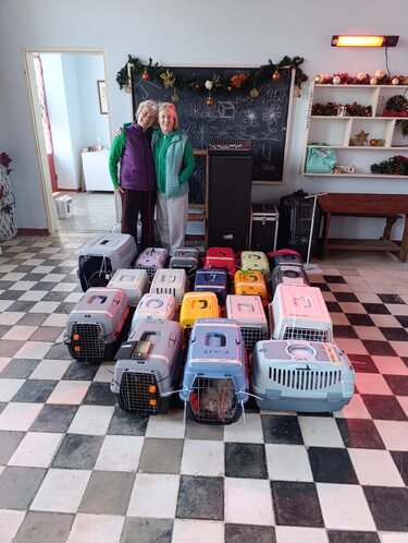 Έργο Μαζικής Στείρωσης Αδέσποτων