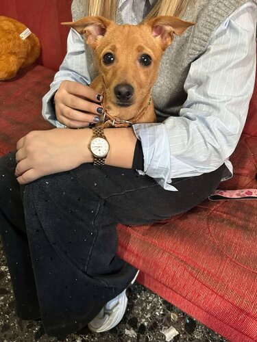 Κουταβάκι κηδεμόνας Χανιώπορτα