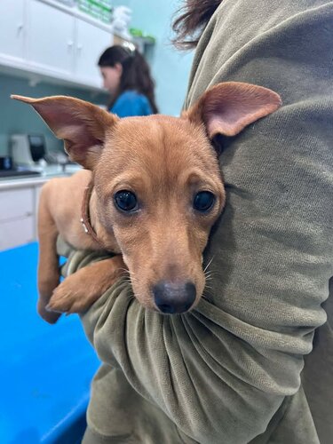 κουταβάκι Χανιώπορτα