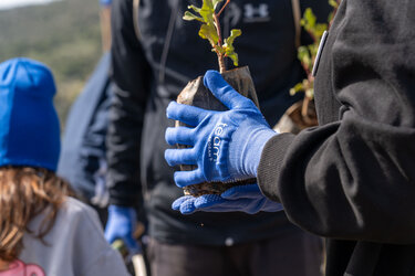 Team Aegean, Δενδροφύτευση