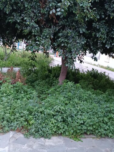 Πάρκο κατσαμπα