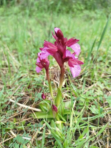 orchidea