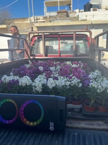 Ημέρα της Γυναίκας -Σγουροκεφάλι