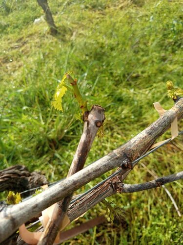 Αμπέλι ζημιές