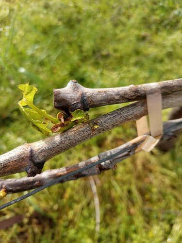 Αμπέλι ζημιές