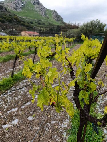 Αμπέλι ζημιές