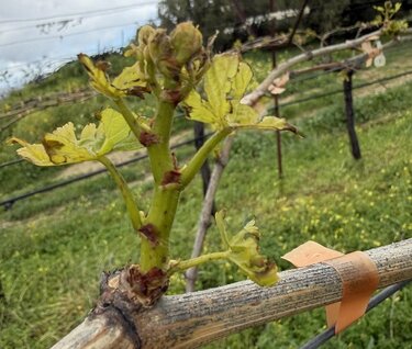 Αμπέλια, Ζημιές, Ηράκλειο