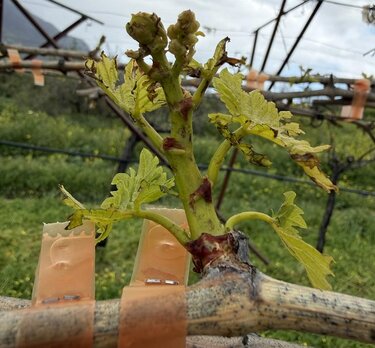 Αμπέλια, Ζημιές, Ηράκλειο