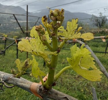 Αμπέλια, Ζημιές, Ηράκλειο