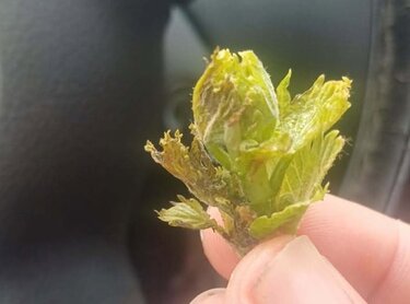 Αμπέλια, Ανθός, Ζημιά, Χαλαζόπτωση