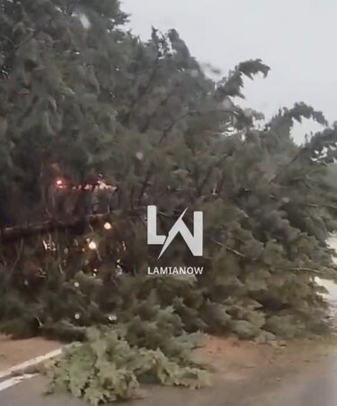 Έπεσαν δέντρα από την κακοκαιρία στον δρόμο Θερμοπυλών–Ιτέας στον Μπράλο