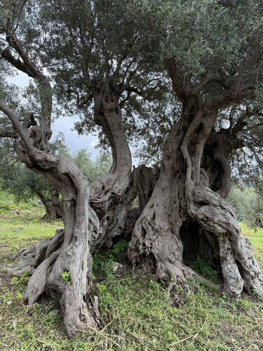 Βιάννος, Διαδρομή Κονδυλάκη