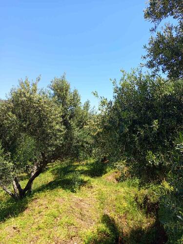 Ελαιοπαραγωγή, Ηράκλειο