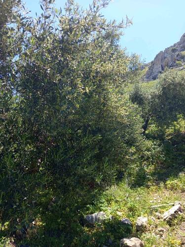 Ελαιοπαραγωγή, Ηράκλειο