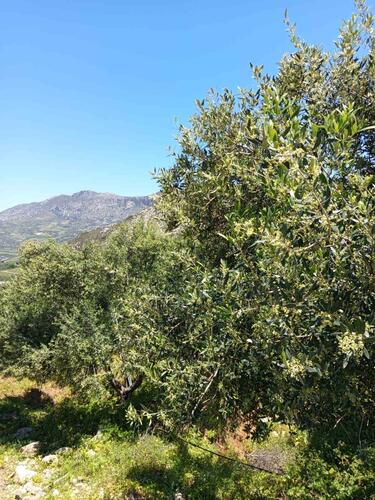 Ελαιοπαραγωγή, Ηράκλειο