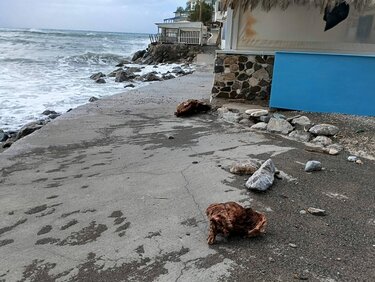 Λέντας νοτιάδες