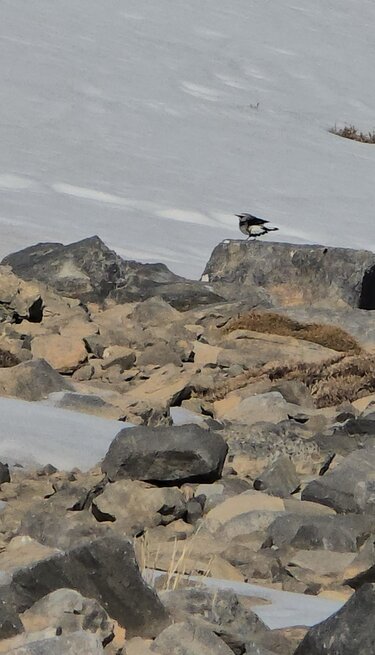 Ψηλορείτης, Τίμιος Σταυρός, Πάσχα