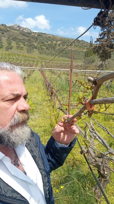 Πρίαμος Ιερωνυμάκης αμπέλια