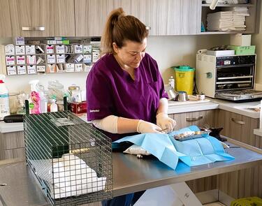 Στειρώσεις, Ζώα, Χερσόνησος