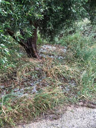 Απ' τις άγριες διαθέσεις του καιρού δεν γλίτωσαν ούτε ελαιόδεντρα...