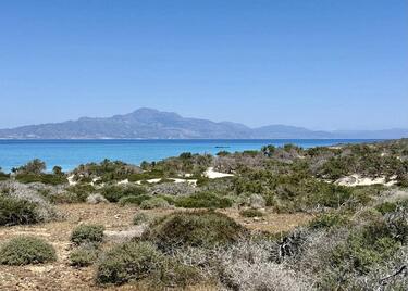 Αυτοψία, Νήσος Χρυσή 