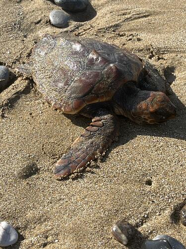 xelona_caretta_enydreio