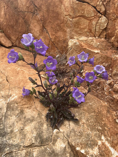 Campanula pelviformis