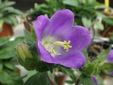 Campanula pelviformis