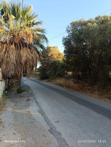 Η κατάσταση στην οδό Αγίου Αντωνίου και Νικολάου, στην περιοχή του ΕΛΜΕΠΑ, έχει πλέον φτάσει στο απροχώρητο. Τα ξερά χόρτα που έχουν αναπτυχθεί κατά μήκος του δρόμου έχουν περιορίσει σημαντικά το πλάτος του οδοστρώματος, δυσχεραίνοντας την ασφαλή διέλευση των οχημάτων, ενώ ακλάδευτα δέντρα, και συγκεκριμένα ένας φοίνικας παραμένει ακλάδευτος εδώ και χρόνια.