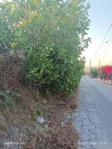 Η κατάσταση στην οδό Αγίου Αντωνίου και Νικολάου, στην περιοχή του ΕΛΜΕΠΑ, έχει πλέον φτάσει στο απροχώρητο. Τα ξερά χόρτα που έχουν αναπτυχθεί κατά μήκος του δρόμου έχουν περιορίσει σημαντικά το πλάτος του οδοστρώματος, δυσχεραίνοντας την ασφαλή διέλευση των οχημάτων, ενώ ακλάδευτα δέντρα, και συγκεκριμένα ένας φοίνικας παραμένει ακλάδευτος εδώ και χρόνια.