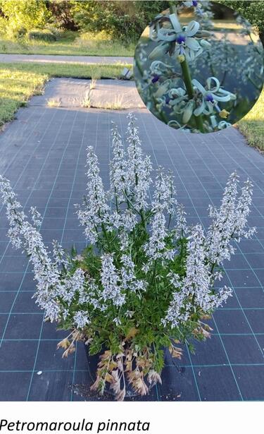 Petromarula pinnata