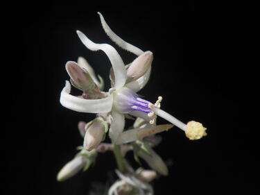 Petromarula pinnata