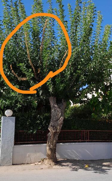 Ο Δήμος Αγίου Νικολάου ενημερώνει για την προσβολή δένδρων μουριάς από το ξυλοφάγο έντομο Xylotrechus