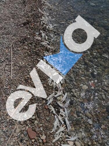 Εύβοια, Θάλασσα, Πουλερικά