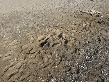 Κομός, Τρύπες, Χελώνες
