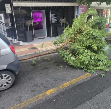 κλαδι δέντρου πατέλλες 
