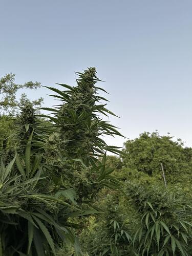 Μυλοπόταμος, Εγκληματική Οργάνωση, Αστυνομική Επιχείρηση, Φυτεία