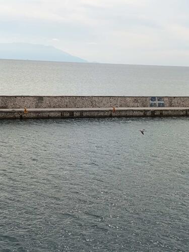 Ο πολυάσχολος και πολυμήχανος οδηγός του λεωφορείου που μετέφερε τη συγκεκριμένη παρτίδα μουσαφιραίων, προερχόμενων από αστικά κέντρα, με το ένα χέρι κρατούσε το τιμόνι, με το άλλο το μικρόφωνο, εκτελώντας και χρέη ξεναγού. Παρέλειψε, όμως, να τους ενημερώσει για τους “κανόνες” διαμονής.