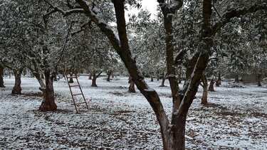  Δηλώσεις ζημιών από τον πρόσφατο χιονιά στον ΕΛΓΑ