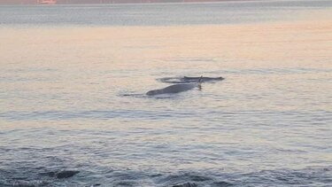 Φάλαινα στον Άλιμο: Ανταποκρίνεται στην ιατρική αγωγή και μεταφέρθηκε σε βαθύτερη περιοχή