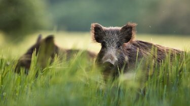 Αγριογούρουνο τραυμάτισε 28χρονο κυνηγό