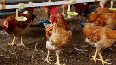 Ολλανδία: Περίπου 216.000 πουλερικά θα θανατωθούν μετά τον εντοπισμό γρίπης των πτηνών