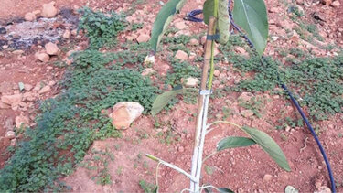 Ξερίζωσαν και έκλεψαν φυτεμένα δενδρύλλια αβοκάντο