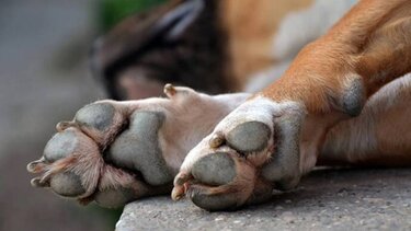 Πέταξαν σκύλο στη θάλασσα μέσα σε δεμένη σακούλα!